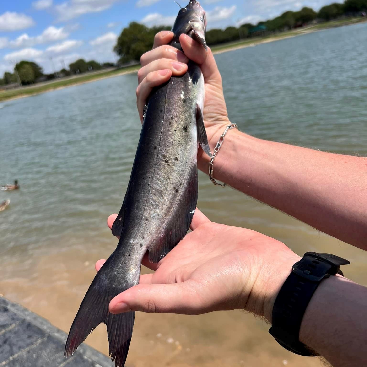 catfish in hand