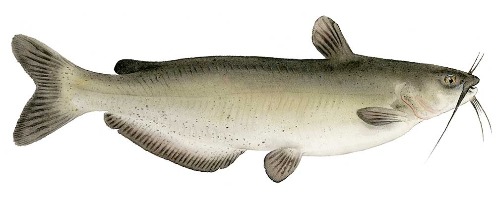 channel-catfish